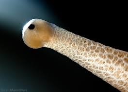 A quel animal appartien cette oeil ?