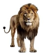 Le grille-pain est-il plus mortel que le lion ?