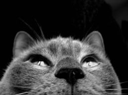Quelle est la bonne superstition sur les chats ?