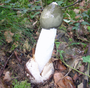 Quel est ce drôle de champignon ?