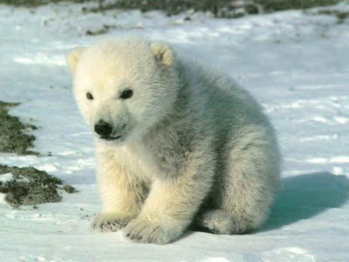 De quelle couleur sont les poils de l'ours polaire ?