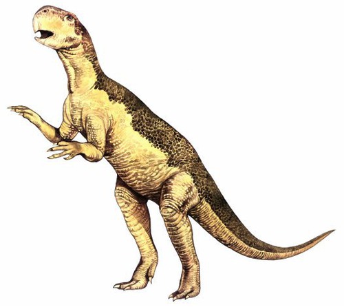 En tout, combien d'orteils possède le Psittacosaurus ?