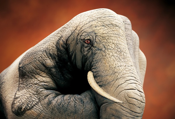 Quelle est la différence entre l'éléphant d'Afrique et l'éléphant d'Asie ?