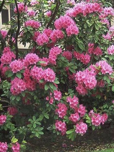 Quel est l'autre nom du Rhododendron ?