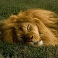 Combien de temps un lion dort-il ?