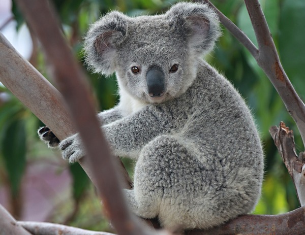 Il reste moins de 80 000 koalas vivant en liberté et ce nombre continue.