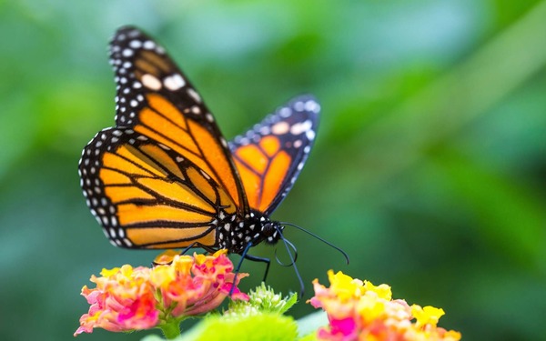 Quelle espèce de papillon aux ailes orangées est connue pour migrer quand viennent l'automne et le printemps ?