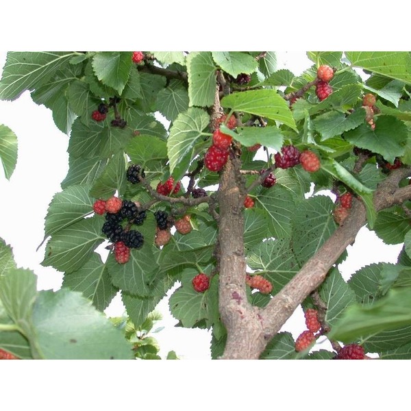Quel arbre fruitier, composé environ d'une dizaine d'espèces, peut être blanc ou noir ?