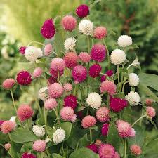 Donnez le nom usuel de cette fleur ?