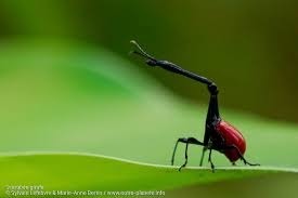 Quel est le nom de ce scarabée ?