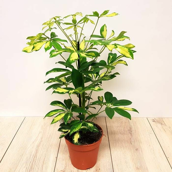 Donnez le nom usuel et le nom botanique de cette plante ?