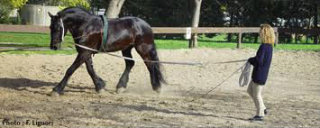 Un cavalier à pied (avec une chambrière en main) fait tourner aux trois allures un cheval attaché à une sangle de 8 mètres de long. On dit qu'il …