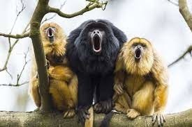 Jusqu'à combien de kilomètres le cri du singe hurleur est-il audible ?