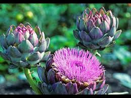 Donnez le nom usuel de cette fleur :