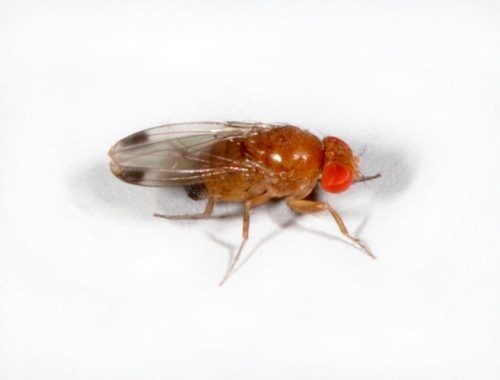 Il existe une mouche appelée la mouche à fruit, mais d’où vient-elle ?