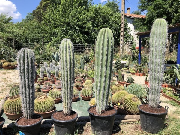 Quelle est la température la plus adéquate pour le repos hivernal du cactus ?
