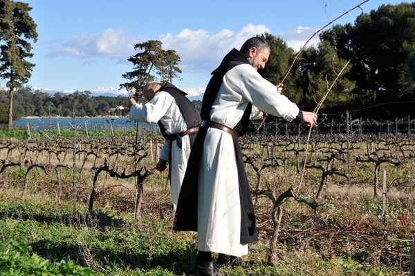 Située au large de Cannes, je possède un magnifique vignoble de 8,5 hectares cultivé par des moines. Qui suis-je ?