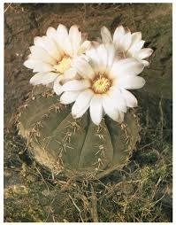 Contrairement une certaine croyance populaire, tous les cactus fleurissent, néanmoins une couleur de fleur n'existe pas chez les cactus, c'est...?