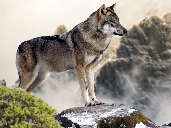 En Italie survivent environ 800 à 1 000 loups dans la....