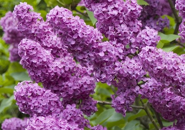 Quel est le nom botanique du lilas ?