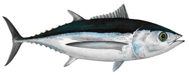 Dans quel océan est pêché le thon germon ?