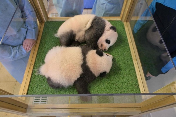 Quels sont les noms des deux jumelles pandas nées au zoo de Beauval en août 2021 ?