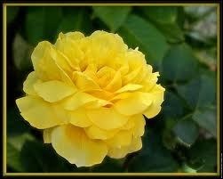 La rose jaune annonce...