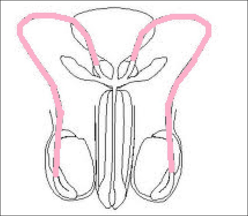 Comment se nomme le canal partant des épididymes (dans les testicules) au pénis ?