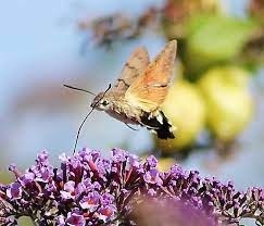 Quel petit papillon est capable, comme le colibri, d'effectuer un vol stationnaire pour butiner le nectar des fleurs ?