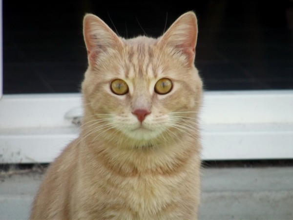 Quel mot signifie en argot "Un chat" ?