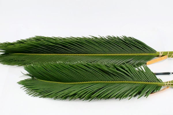 Donnez le nom usuel de cette plante :