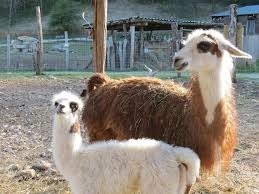 Comment s’appelle le bébé du lama ?