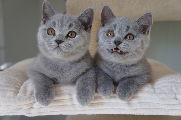 Do ilu kilogramów ważą koty brytyjskie krótkowłose?