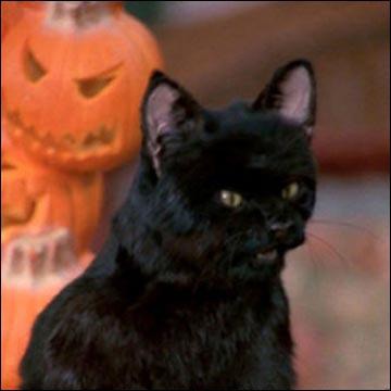 Est-ce que ce chat se prénomme Salem ?
