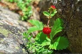Quand  pouvez-vous ramasser des fraises des bois en montagne ?