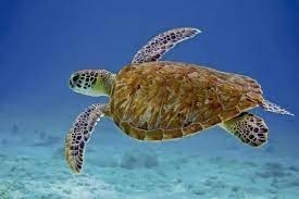 Le sexe des tortues marines est déterminé par :