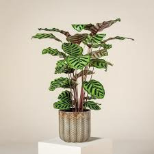 Donnez le nom usuel de cette plante.