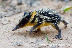 Ce petit mammifère insectivore endémique de Madagascar a été très peu étudié...