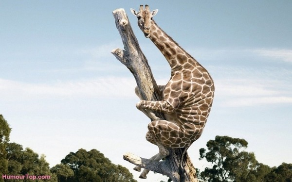 Incroyable, alors que l'on pensait cette espèce disparue, on vient de retrouver une girafe arboricole au Kenya !