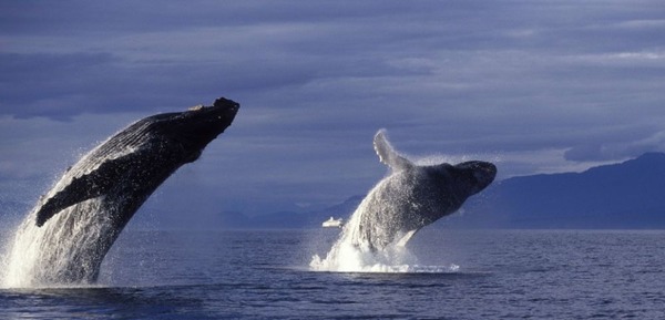 Combien de kilomètres parcourt une baleine à bosse en une année ?