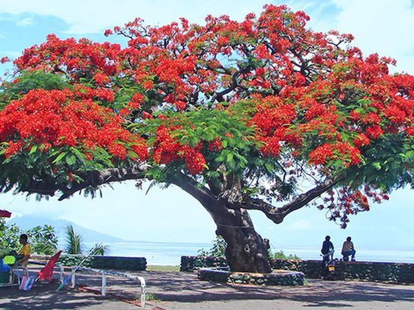 Quel arbre originaire de Madagascar et courant dans les Antilles atteint 10 mètres de hauteur et donne de magnifiques fleurs rouges ?