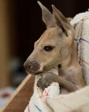Comment s'appelle le bébé kangourou ?