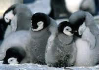 Les pingouins vivent jusqu'à quel âge ?