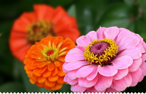 Donnez le nom usuel de cette fleur ?