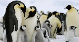 Le manchot empereur est un pingouin