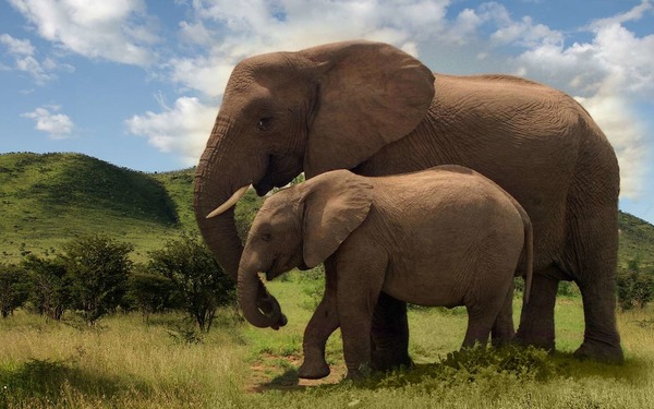 Combien mesure l'éléphant d'Asie ?