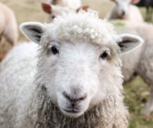 Comment dit-on mouton en anglais ?