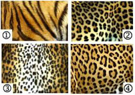Laquelle est la fourrure du léopard ?