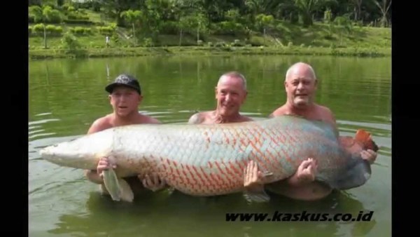 C'est l'un des plus gros poissons d'eau douce du monde !