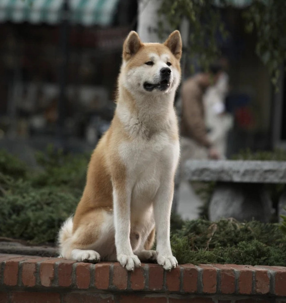 Quelle est la race du chien Hatchi ?